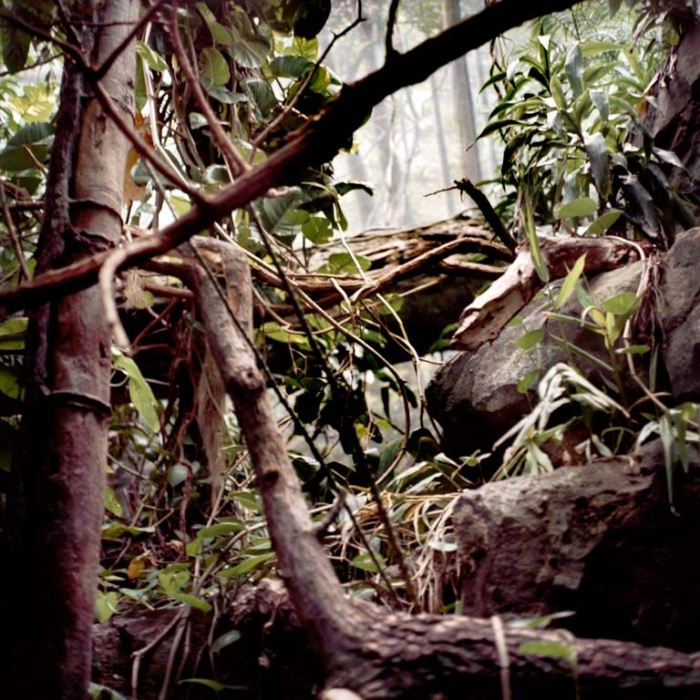 http://www.davidoshaughnessy.com/files/gimgs/th-8_zoo 17 NY copy_v2.jpg